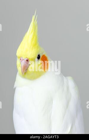 Vertikale Nahaufnahme eines niedlichen Lutino-Kakadus mit einem Heller pastellfarbener Hintergrund Stockfoto