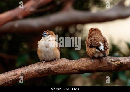 Schöne Aufnahme von zwei niedlichen Sperlinge auf einem Baum thront Verzweigt mit unscharfem Hintergrund Stockfoto
