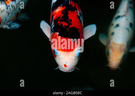 Nahaufnahme von Koi-Fischen auf unscharfem Hintergrund Stockfoto