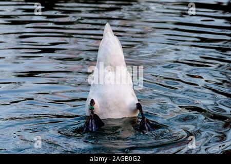 Süßer weißer Schwan auf der Suche nach Nahrung, der seinen Schwanz nach oben zeigt Und Kopf ducking im Wasser Stockfoto