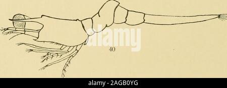 . Decapoden. 41a. Abb. 39. Acanthephyra purpurea, A.M.Edwards, Top junge Dove. 40 "Dove, 4,3 mm lang Ich linkes Auge fortgelassen). 41. ,", "Dove, 4,3 mm lang. Telson. 41a. """ Postlarvales Vorbild, 12 mm lang, Auge und Podium 39 / Coutiere 2; 40, 41 / Kemp 2; 41a, / Kemp 3. Crustacea Decapoda VI 361 von 4,3 - 5,2 mm messenden Larven sind weder Pleopoden noch Uropodenentwickelt. Im ersten Stadium sind 3 Maxiliipedenpaare vorhanden. Pereio-poden Sindh nicht entwici&lt; e!t, aber 1 - 2 Paare mögen durch dargestelltsein Knospen. |-I Im nächsten Stadium von 9,1-13,4 mm, zu welch Stockfoto