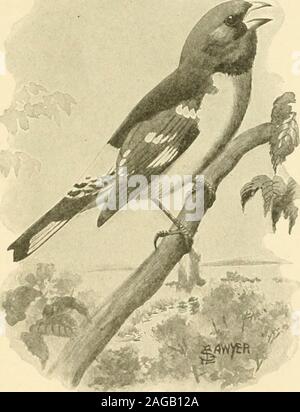 . Die American Natural History: eine Stiftung für nützliches Wissen der höheren Tiere Nordamerikas. ng Song - Vögel aus dem Nest, Käfig Sie und versuchen Sie auf, was einige kleine Völker wie die besten Kuchen und Sahne! Sie ist es wohl am besten, sie Gift geben, feedthem! Für eine ignorantof die genauen Methoden bei der Aufzucht von insectivorousbirds solche Vögel von ihren Eltern notwendig ist Grausamkeit anddestruction! Der Anblick eines wilden Kardinal zwingt immer Aufmerksamkeit. Der Vogel ist nicht nur schön in Farbe, aber aristocraticin Art und Weise. Es kommt aus dem Süden in NewYork State, und die Ohio R Stockfoto
