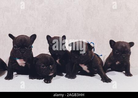Französisch Bulldog Welpen Die Welpen baby saßen und an der Seite Stockfoto