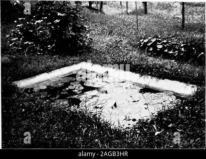 . Wasser - Lilien, wie sie wachsen, mit Kapiteln über die ordnungsgemäße Herstellung von Teichen und die Verwendung von Zubehör Pflanzen. In einem Fuß aus thebottom. Das Ganze ist schließlich mit einem halben Zoll Decklack von Zement abgedeckt. Der Hang oberhalb der Mauer muss zu nehmen mit puddled Lehm bedeckt, in Platz thoroughlypounded, wodurch der Ton gener- der Zement zu überlappen. Es ist nicht notwendig für die puddled Ton eng mit Beachtensie outhnes der Teich; für diese Kombi- nation von Mauerwerk und Ton ermöglicht eine plantingof die Kanten der Teich und einige plantsdemand mehr Platz als andere, und someeven Stockfoto