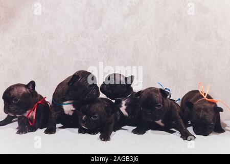 Französisch Bulldog Welpen Die Welpen baby saßen und an der Seite Stockfoto