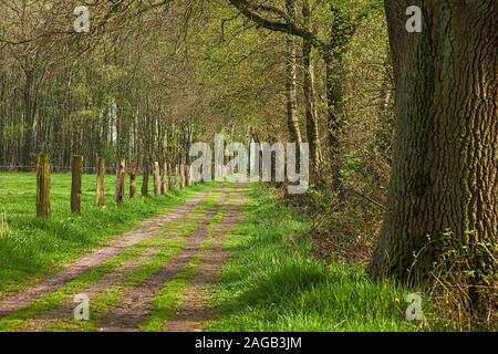 Eine schöne Aufnahme von einem grünen Land Straße in der Nähe der deutsch-niederländischen Grenze Stockfoto