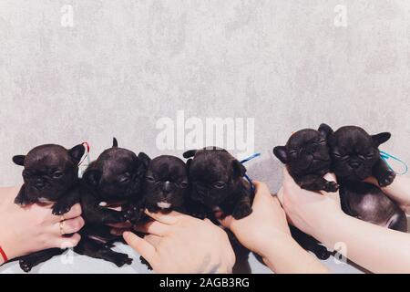 Französisch Bulldog Welpen Die Welpen baby saßen und an der Seite Stockfoto