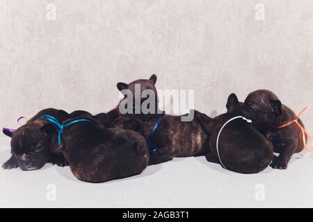 Französisch Bulldog Welpen Die Welpen baby saßen und an der Seite Stockfoto