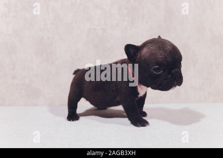 Französisch Bulldog Welpen Die Welpen baby saßen und an der Seite Stockfoto