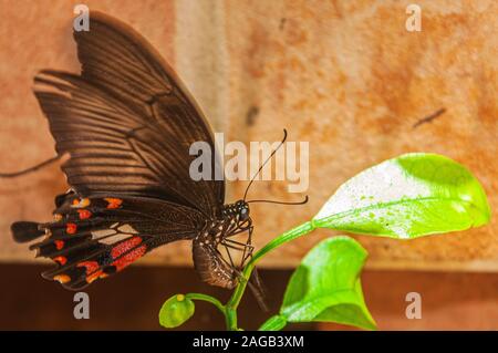 Selektive Fokusaufnahme eines Papilio auf einer grünen Pflanze Blatt mit unscharfem Hintergrund Stockfoto