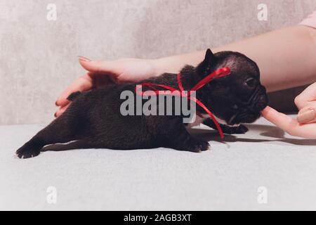 Französisch Bulldog Welpen Die Welpen baby saßen und an der Seite Stockfoto