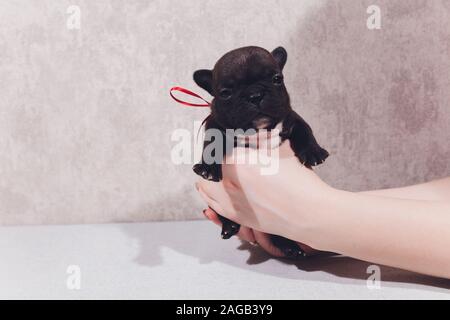 Französisch Bulldog Welpen Die Welpen baby saßen und an der Seite Stockfoto