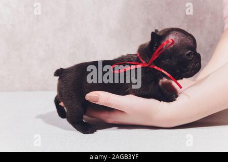 Französisch Bulldog Welpen Die Welpen baby saßen und an der Seite Stockfoto