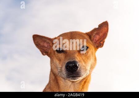 Nahaufnahme eines niedlichen braunen basenji-Hundes isoliert Ein weißer Hintergrund Stockfoto