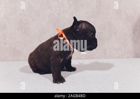 Französische Bulldogge sitzen auf Viewer mit Reflexion auf weißem Hintergrund Stockfoto