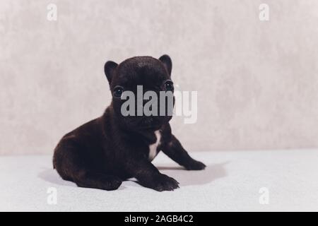 Französische Bulldogge sitzen auf Viewer mit Reflexion auf weißem Hintergrund Stockfoto