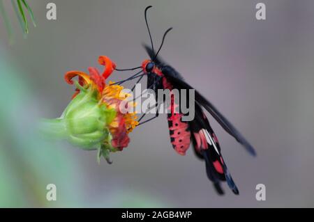 Selektive Fokusaufnahme eines schwarzen Papilio auf einem gelben Blume mit verschwommenem Hintergrund Stockfoto