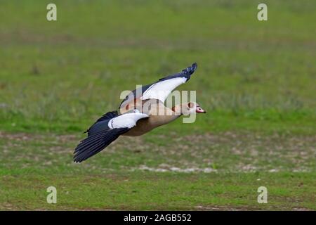 Nilgans (Alopochen aegyptiaca Aegyptiaca/Anas) Landung in Grünland, beheimatet in Afrika südlich der Sahara und Niltal Stockfoto