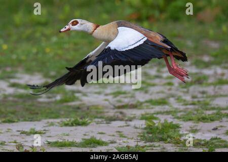 Nilgans (Alopochen aegyptiaca Aegyptiaca/Anas) weg vom Grünland, beheimatet in Afrika südlich der Sahara und Niltal Stockfoto