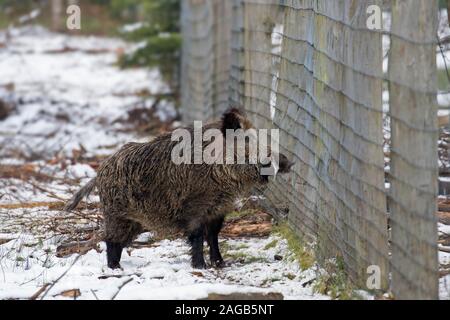 Wildschwein (Sus scrofa) männlich stehend im Schnee am Waldrand neben dem Zaun im späten Winter/Frühjahr Stockfoto