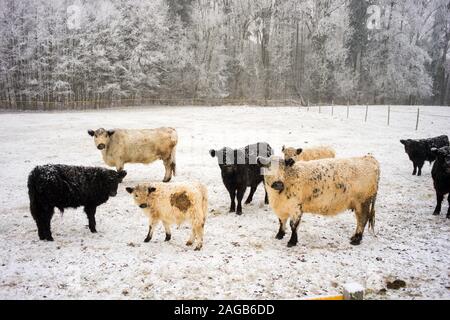 Weiße und Schwarze lockige Kühe zu Fuß auf einem schneebedeckten Feld in der Tschechischen Berge Stockfoto