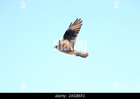 Schöne Aufnahme eines nördlichen Harrier Vogel fliegen unter der Konzept der freien Luft Stockfoto