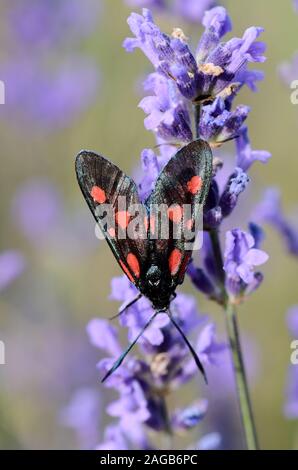 5-Spot Burnet Motten oder Five-Spot Burnett Day-Flying Motte Zygaenha trifolii, Lavendel Blume Stockfoto