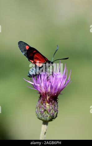 Schmal gesäumt Five-Spot Burnett, Zygaena ionicerae, auf Crupina Distel, Crupina crupinastrum Stockfoto