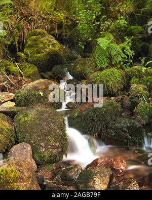 Kleiner Wasserfall zwischen Felsen im Moos in einem Wald bedeckt Stockfoto