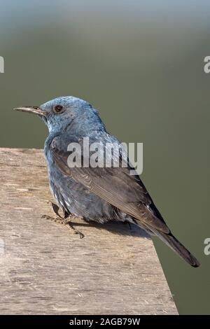 Blauen Rock Soor (Monticola Solitarius) Stockfoto