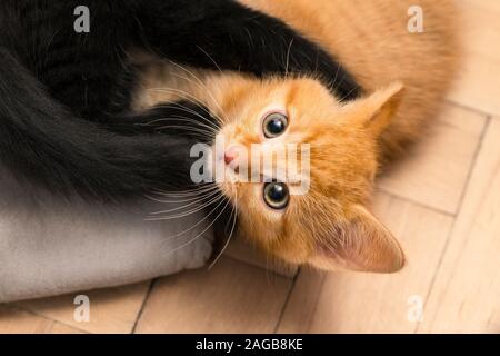 Zwei süße kleine Kätzchen spielen auf dem Boden. Katzen 8 Wochen alt. Felis silvestris catus. Gerne Ingwer und schwarz Kitty im Kampf auf einem Holz Parkett. Stockfoto