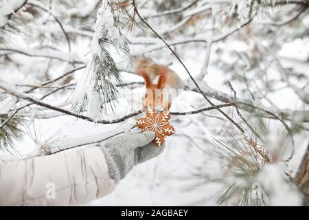 Mädchen, Lebkuchen, Eichhörnchen im Schnee Wald auf Weihnachten Stockfoto