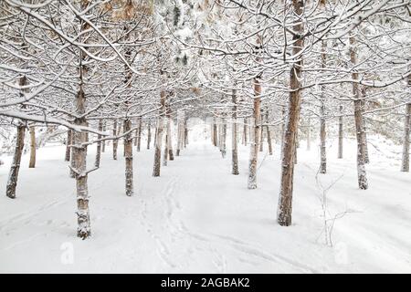 Bäume und Spuren im Schnee Winter Forest Stockfoto