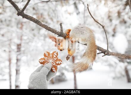 Mädchen, Lebkuchen, Eichhörnchen im Schnee Wald auf Weihnachten Stockfoto