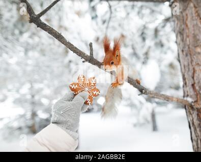 Mädchen, Lebkuchen, Eichhörnchen im Schnee Wald auf Weihnachten Stockfoto