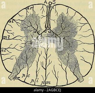 . Ein Handbuch von Krankheiten des Nervensystems. Edian Riss, die genannt werden die anteriormedian Arterien und sind von großer Bedeutung, die meisten thegray Materie liefern. Am unteren Rand der Spalte, jeder teilt sich in twobranches, einem rechten und linken commissural Arterie, die outwardsand rückwärts durch die Commissure, dessen Fasern (andhence, in Abschnitt, die Commissure erscheint oft zu interruptedwhere werden die Fasern schräg geteilt werden). Am Ende der Kommis- sicher, dass jedes teilt in einem vorderen zentralen Arterie, die Sup-lagen die meisten der ante-rior Horn, und eine posteriorcentral Stockfoto