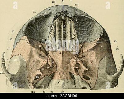 . "Traité d'anatomie humaine: beschreibende Anatomie, Histologie, Développement. dvlien antérieur. - 27, Trou condylien postérieur. - 28, Trou stvto - masloïdien. - 20, Kabelkanal auditifexterne. - 30, Trou mastoïdien. - 31, irou Okzipitalen. - 32, scissure de Glascr. - 33, cavité glénoïde du zeitlich. - 3 Ich. ligne courbe occipitale Supérieure. - 35, ligne courbe occipitale inférieure. - 3 G, crête occipitale externe. - 37, pro-tubérance occipitale externe. cavité constituée étant par les Os de la Gesicht. Remarquons encore, eu arrière delorbite et en Dehors de lapophyse ptérygoïde, une horizontale Oberfläche Stockfoto