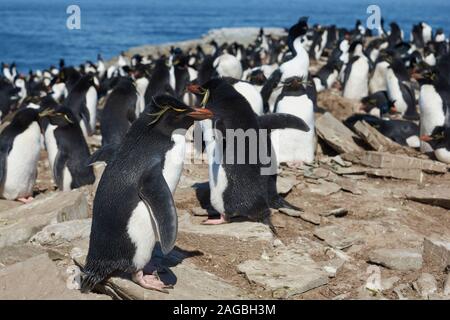 Kolonie von Rockhopper Pinguine (Eudyptes chrysocome) auf den Klippen der Sea Lion Island auf den Falklandinseln Stockfoto