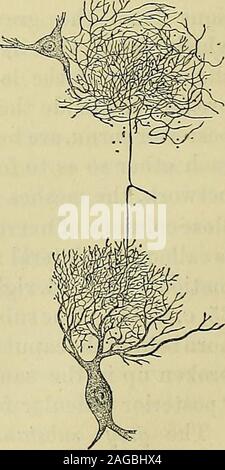 . Ein Handbuch von Krankheiten des Nervensystems. Abb., 66. - ein Nerv - Zelle aus dem anterioren Cornu von thespinal Netzkabel des Menschen: Ein, unverzweigten Prozess becomingthe Achse - Zylinder eines Nerv - Faser; b, pigment Masse. (Nach Gerlach.) Abb. 67.-Nerv-Zellen des anterioren cornu Senden eines Pro- zesses in den anterioren root. (Nach Henle.) Abb. 68. - Ein Feiner Nerv - Faser in zwei Teile aufgeteilt, die den Plexus von eachof fibrillse durch thebranching Prozesse eines Nerv - Zelle gebildet verbindet. Vom Rückenmark eines Ochsen. Gerlach.). (Nach STBUOTOEB. 167 länger oder kürzer, Teilen und unterteilen, deren ramificationsbeing Stockfoto