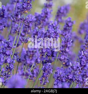 Blühende Lavendel, Lavandula angustifolia, im Sommer Stockfoto