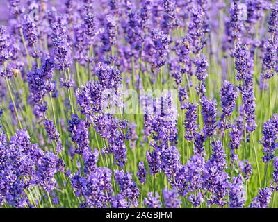 Blühende Lavendel, Lavandula angustifolia, im Sommer Stockfoto