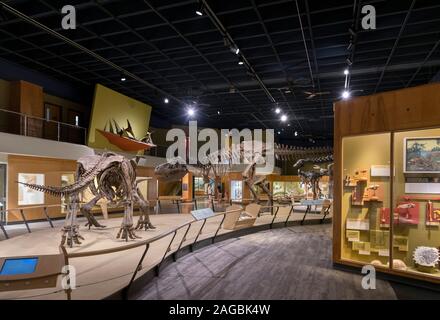 Dinosaurier Exponate im Cleveland Museum of Natural History, Cleveland, Ohio, USA Stockfoto