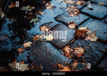 High-Winkel-Aufnahme von gefallenen Herbstblättern auf dem nassen Kopfsteinpflaster Stockfoto