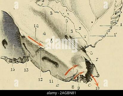 . "Traité d'anatomie humaine: beschreibende Anatomie, Histologie, Développement. carotidien; C, à 5 millimètresen dedans de lorifice carotidien inférieur du Canal, D à 4 millimètres en dedans de laprécédenle, à 12 millimètres en Dehors du Sommet. (La parlio teintée eu stiegen représente Los tympanal.) ein, Gesicht antéro-supérieure du Rocher. - 6, Gesicht - postéro supéricure. -C, Gesicht - antéro inféricure. -D, --postéro infé rieurc. - 1, écaille. ?-2, Teil 2, Kabelkanal tympanique auditif externe. - 3, Caisse du Tympan, avec 3, La fenêtreovale. - 4, Entrée des cellules mastoïdiennes. - 5, Sulcus tympan Stockfoto