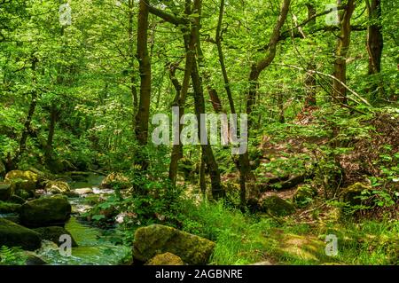 Sonnenlicht, das durch die Bäume von Burbage Bach in Padley Schlucht in der Nähe von Grindleford, Peak District Stockfoto