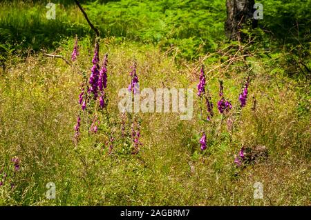 Purple Fingerhut im langen Gras im hellen Sonnenschein in Lawrence Feld oben Bole Hill Steinbruch in der Nähe von Grindleford, Peak District Stockfoto