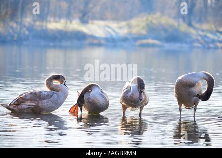 Vier Höckerschwäne Cygnets Putzen am Morgen (Cygnus olor) Stockfoto