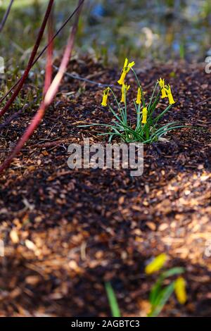 Narcissus cyclamineus, die Cyclamen blühenden Narzissen, eine Art der Pflanze in der Familie der Amaryllidaceae, Wales, Großbritannien Stockfoto