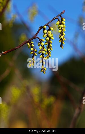 Die hellgelben Blüten von Stachyurus chinensis, hängen in Trauben auf einem Zweig, Wales, Großbritannien Stockfoto