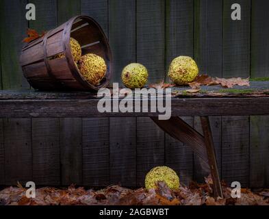 Verschüttete Korb der Osage Orangen auf alte Bank im Herbst. Osage Orangen sind die Frucht des Baumes Maclura pomifera. Stockfoto